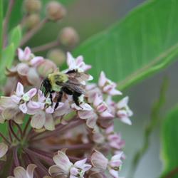 Bees & Milkweed